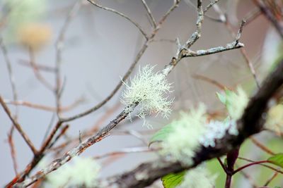 Close-up of snow on plant during winter