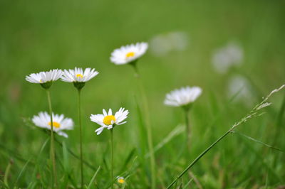 Close-up of cosmos flowers blooming outdoors