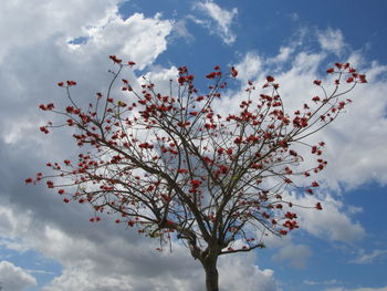 Low angle view of flowers against cloudy sky