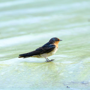 Close-up of bird perching on a water