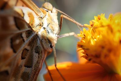 Close-up of butterfly on flower