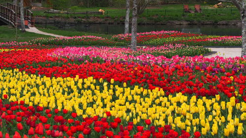 View of red tulips in garden