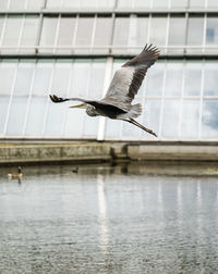 Bird flying over lake