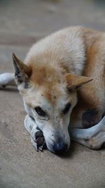 Close-up portrait of dog resting on rock