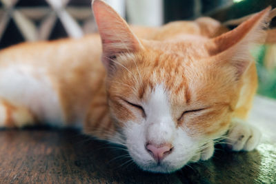 Close-up of cat sleeping