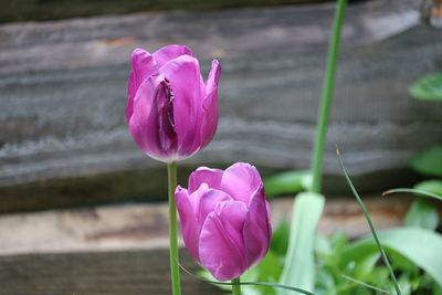 Close-up of pink crocus flower