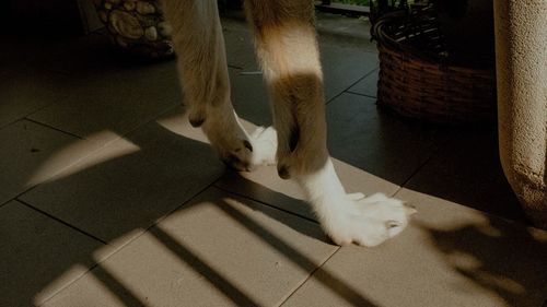 High angle view of dog relaxing on floor