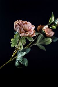 Close-up of rose against black background