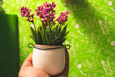 Midsection of person holding purple flower in pot