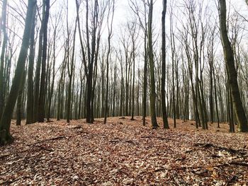 Trees in forest