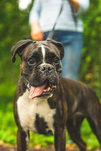 Boxer dog for a walk with the owner.