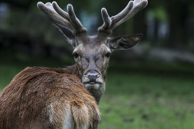 Close-up portrait of deer