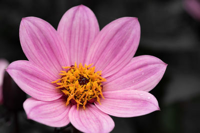 Close up of a pink dahlia with a grey background