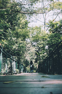 Rear view of woman walking by trees in city