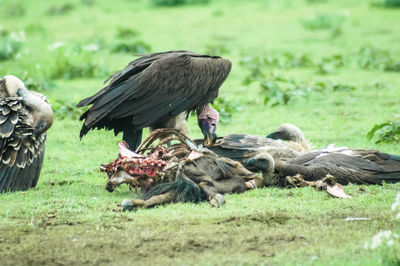 Birds on grass