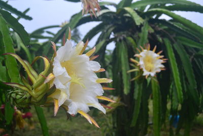 Close-up of white flowering plant