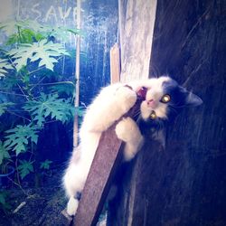 Portrait of cat relaxing on wood