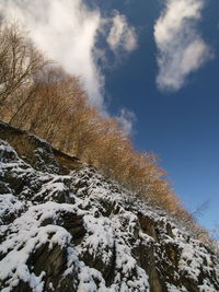 Low angle view of snow covered plants against sky