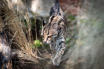 Close-up of ocelot by plant