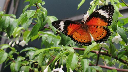 Close-up of butterfly pollinating flower