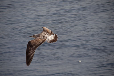 Seagull flying over sea