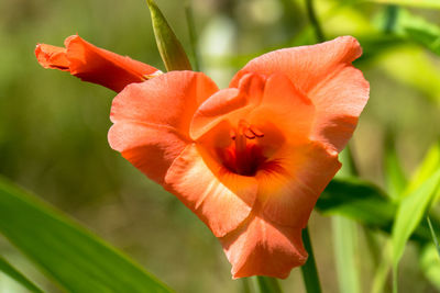 Close-up of red rose flower