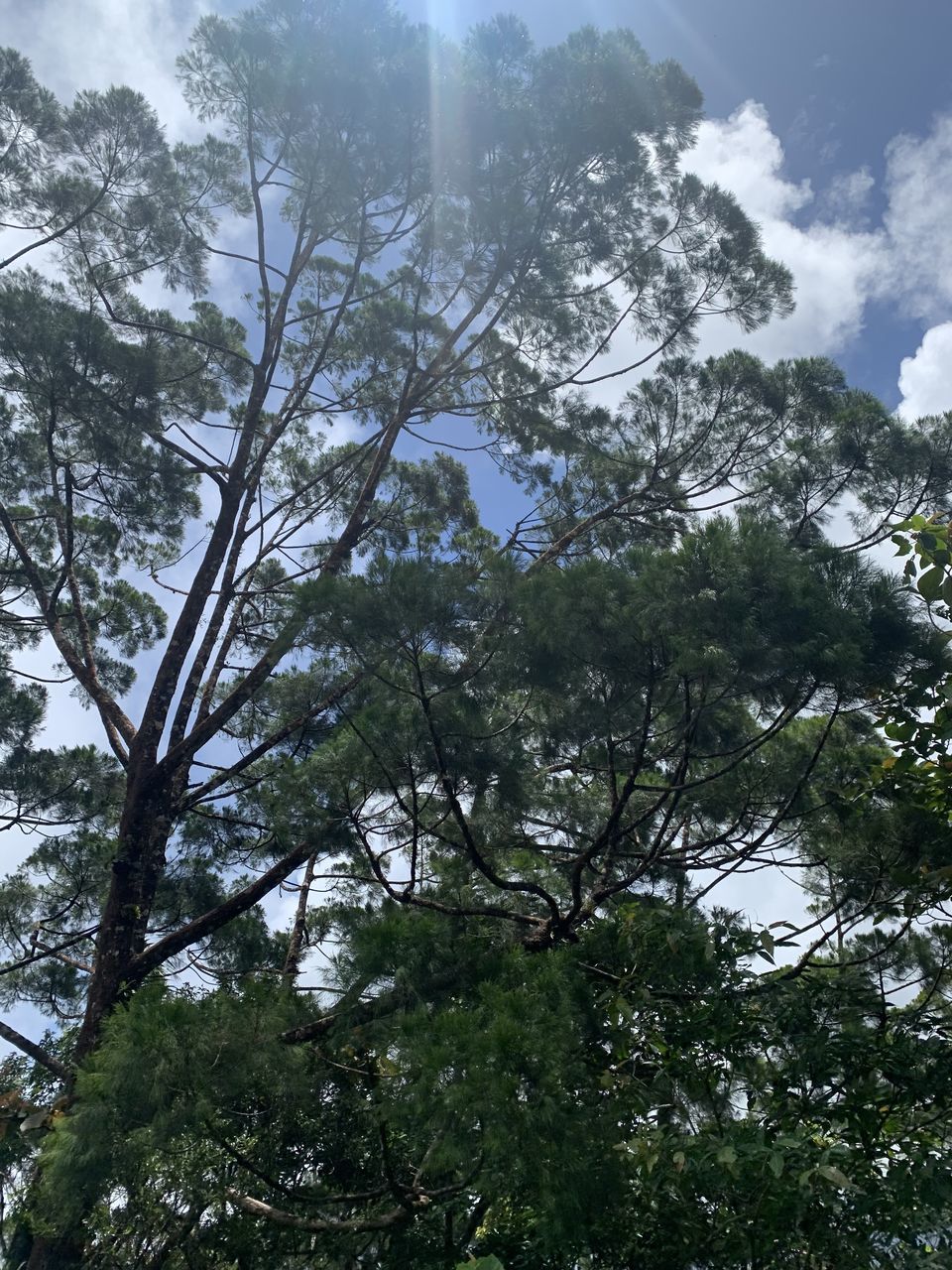 tree, plant, low angle view, sky, nature, forest, beauty in nature, branch, sunlight, leaf, growth, cloud, no people, tranquility, day, outdoors, green, environment, land, scenics - nature, non-urban scene, pinaceae, pine tree, coniferous tree