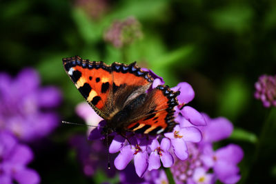 Close-up of butterfly pollinating on purple flower