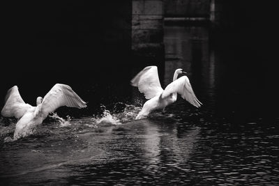 Swan swimming in lake