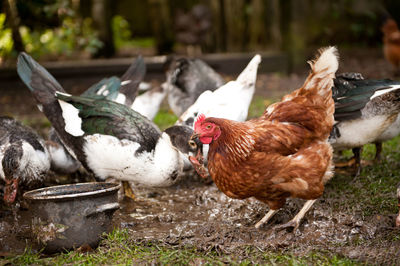 Close-up of domestic birds