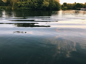 Reflection of trees in lake