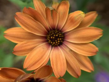 Close-up of flowering plant