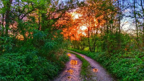 Footpath amidst trees in park