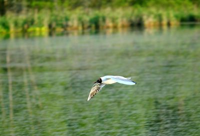 Close-up of seagull flying over water