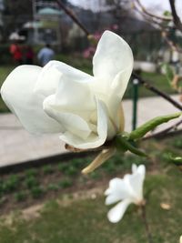 Close-up of white rose flower