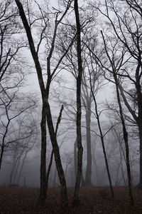 Bare trees in forest during winter