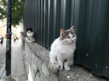 Close-up of cat outdoors