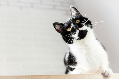 Portrait of cat sitting on floor