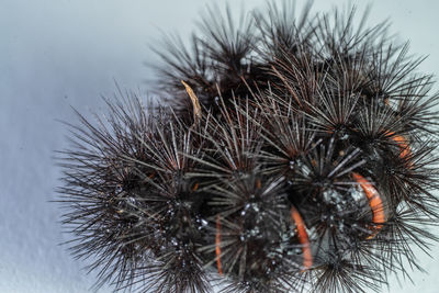 Close-up of an insect on plant during winter