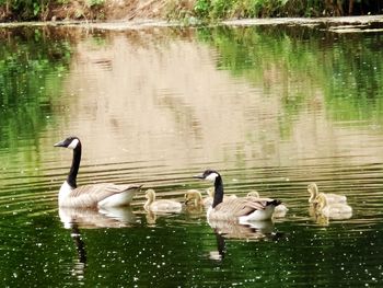 Ducks swimming in lake