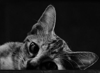 Close-up portrait of a cat