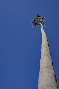 Low angle view of tree against clear blue sky