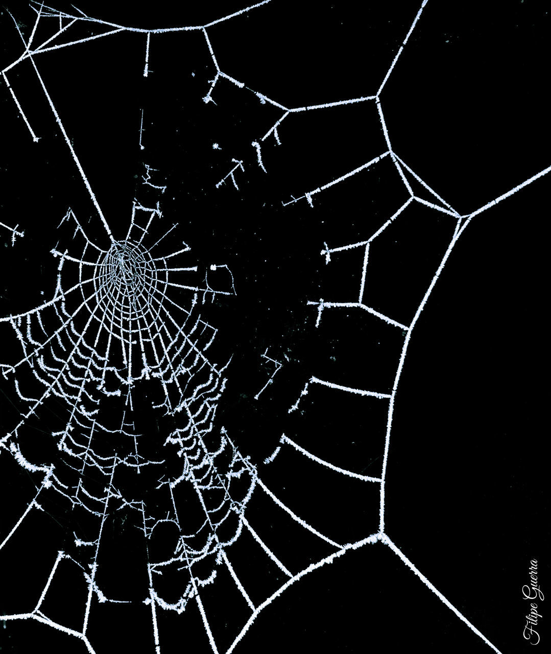 SPIDER WEB ON WEB