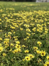 Close-up of yellow flowering plants on field