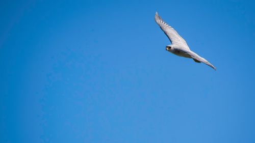 Low angle view of grey falcon flying against clear blue sky