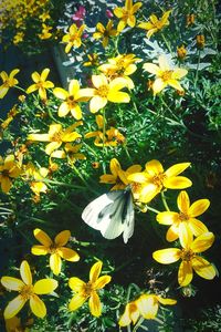 Close-up of fresh yellow flowers blooming in park