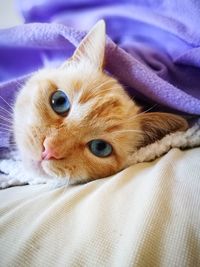 Close-up portrait of cat lying on bed at home