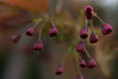 Close-up of pink flowering plant