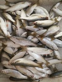 High angle view of fish for sale in market