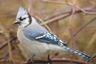 Close-up of a bird looking away